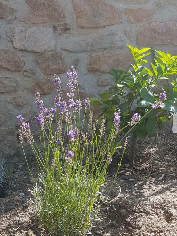 La Petite Bergerie Villa Roquebrune-sur Argens Bagian luar foto